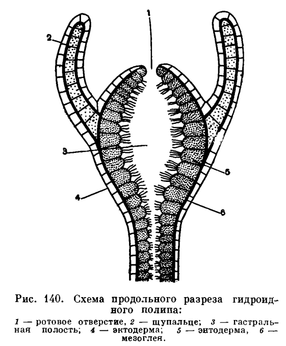 Кракен нар